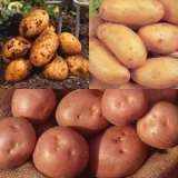 Certified Seed Potatoes