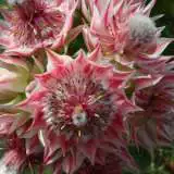 Serruria Pretty N Pink (pbr)