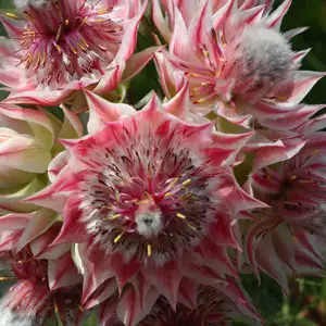 Serruria Pretty N Pink (pbr)