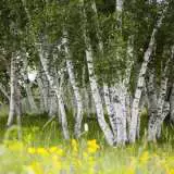 Silver Birch 15 St - Garden Express Australia