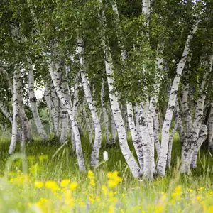 Silver Birch 15 St - Garden Express Australia