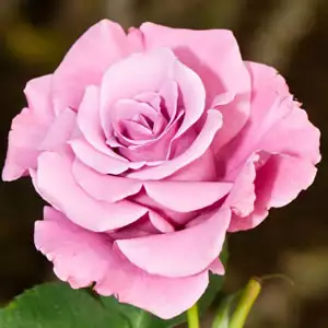 Can You Get Thornless Roses? Smooth Silver Moon20141 - Garden Express Australia