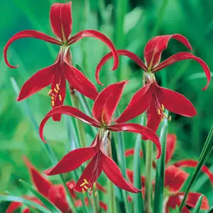 Solomons Seal Growing Guide Sprekelia Nor 15 - Garden Express Australia