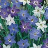 Growing Guide Growing Guide