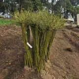 Standard Rose Iceberg Standard Rose Iceberg