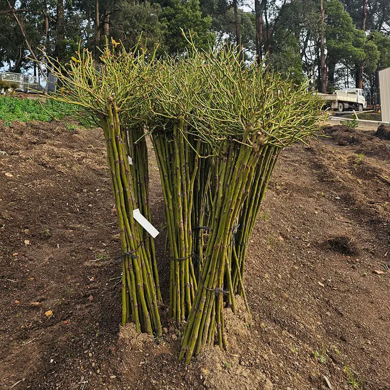 Standard Rose Iceberg Standard Rose Iceberg