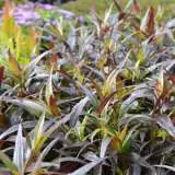 Strobilanthes - Garden Express Australia