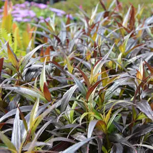 Colourful Foliage Plants For Your Garden Strobilanthes - Garden Express Australia