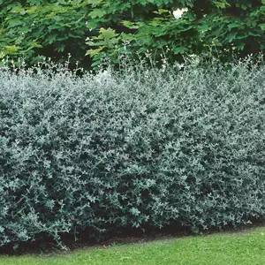 Starter Pack – Teucrium Fruticans