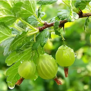 Top 10 Bulbs To Plant In Spring Thornless Gooseberry 2012 - Garden Express Australia