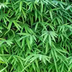 Plants For Privacy Tiger Grass 14 - Garden Express Australia