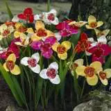 Tigridia 2012 - Garden Express Australia