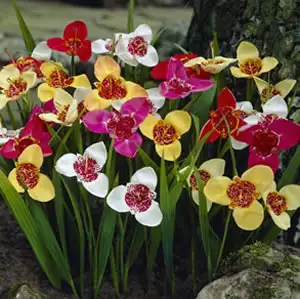 Growing Guide Growing Guide