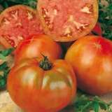 Tomato Mortgage Lifter 01 - Garden Express Australia