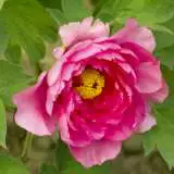 Tree Peony Rose Flame Tree Peony Rose Flame