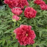 Tree Peony Flambeau 14 - Garden Express Australia