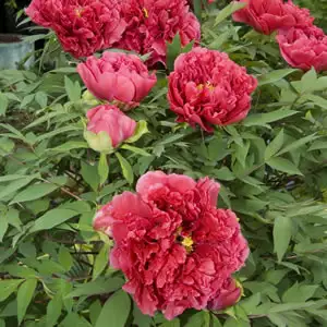 Tree Peony Flambeau Tree Peony Flambeau