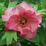 Tree Peony Gaugin Courtesy Michaelduquettefowler Flickr - Garden Express Australia