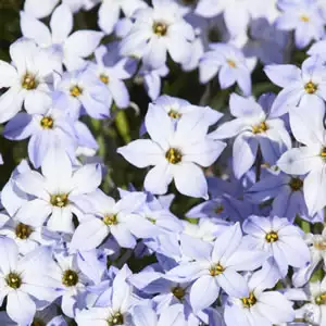 Solomons Seal Growing Guide Triteleia Spring Star Light Blue 15 - Garden Express Australia