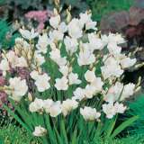Tritonia Crocata White 2 - Garden Express Australia
