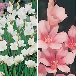 Tritonia Combo Tritonia Combo