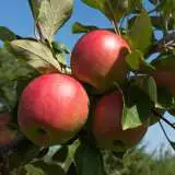 Trixzie Apple Gala St 214891924 - Garden Express Australia