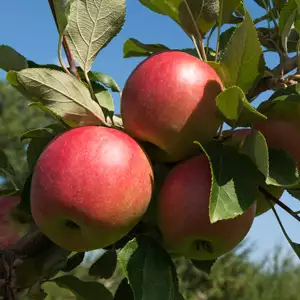 Trixzie Gala Apple Mini Fruit Tree Trixzie Gala Apple Mini Fruit Tree