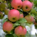 Trixzie Apple Pink Lady St244120444 15 - Garden Express Australia