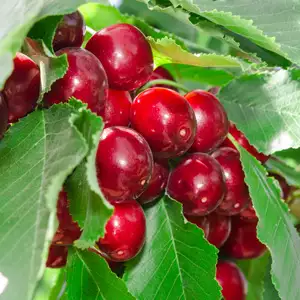 Trixzie Black Cherry Mini Fruit Tree