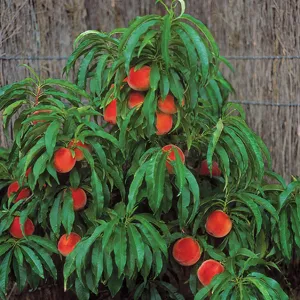 Trixzie Pixzee Peach Mini Fruit Tree