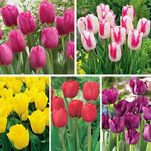 Growing Tulips In Pots: A Complete Guide Tulip Collection - Garden Express Australia