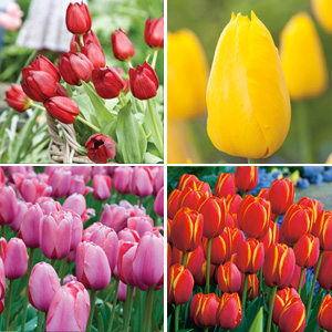 Tulip Darwin Hybrid Collection- Bold Colours