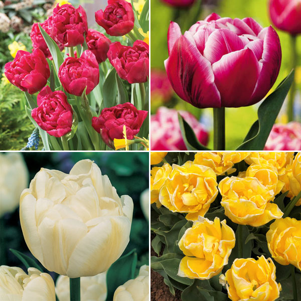 Tulip Double Collection