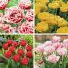 Choosing Between Common Types of Tulips Tulip Double Collection Coltuldco 2018 - Garden Express Australia