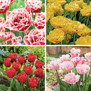 Types of Tulips | How to Choose? - Garden Express