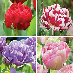 Tulip Double Collection - Garden Express Australia
