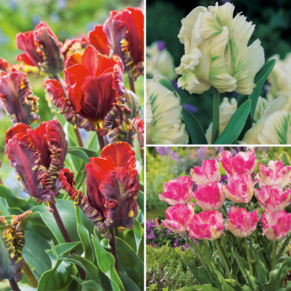 Tulip Parrot Collection