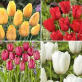 Tulip Single Late Collection Tulip Single Late Collection