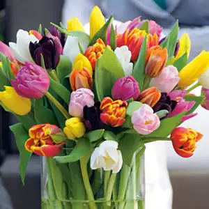 Choosing Between Common Types Of Tulips Tulip Darwin Hybrid Mixed2014 - Garden Express Australia
