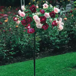 What Is A Floribunda Rose? Twin Iceberg Pink And Burg1 - Garden Express Australia