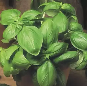 Seed – Basil Sweet Genovese