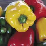 Vege Seed Capsicum 2012 - Garden Express Australia