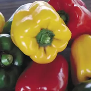 Seed – Capsicum Heirloom Mix Seed – Capsicum Heirloom Mix
