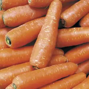 Seed – Carrot Topweight Improved