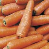 Vege Seed Carrot 2012 - Garden Express Australia