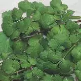 Vege Seed Coriander 2012 - Garden Express Australia