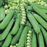 Vege Seed Pea 2012 - Garden Express Australia