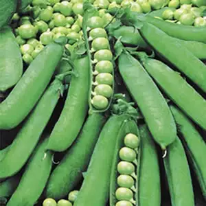 Seed – Pea Greenfeast