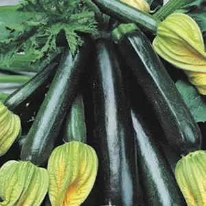 Seed – Zucchini Black Jack