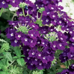 Solomons Seal Growing Guide Verbena Purple 141 - Garden Express Australia